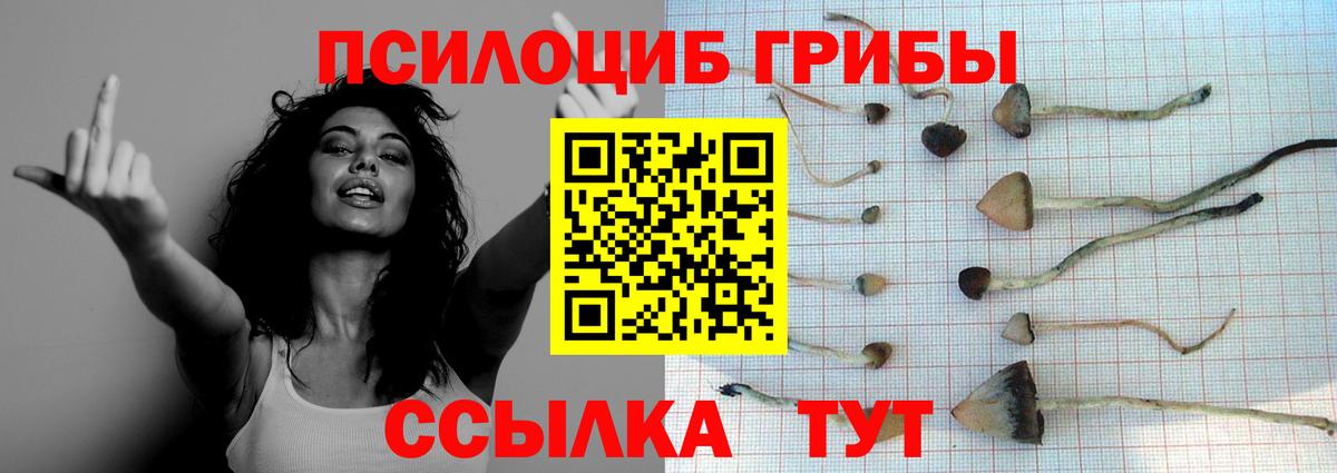 Псилоцибиновые грибы Psilocybine cubensis Усть-Джегута